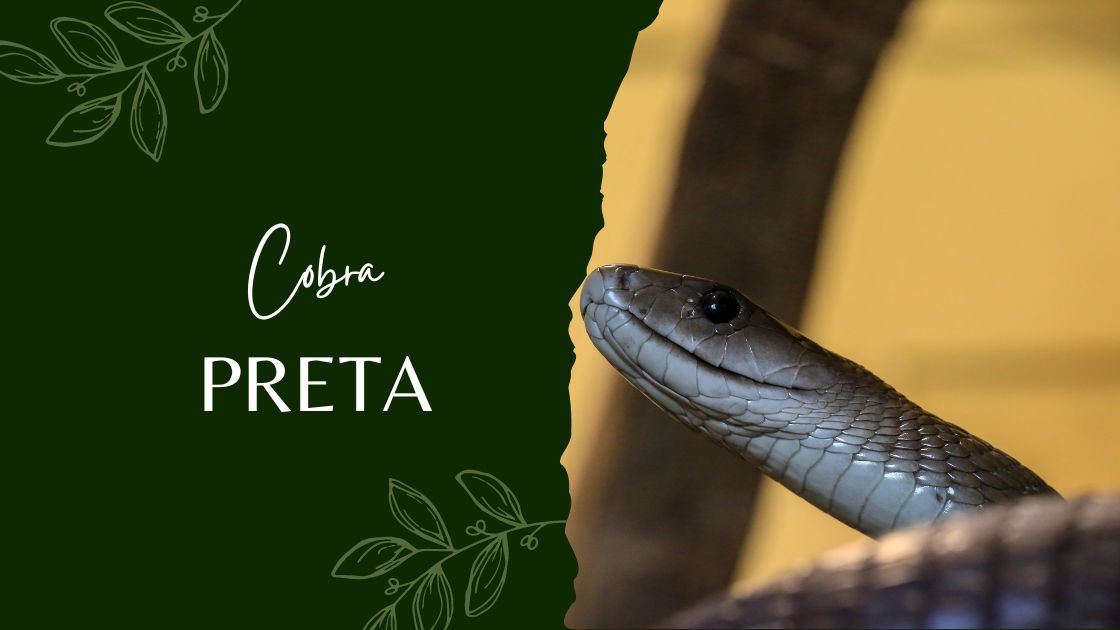 O que significa sonhar com cobra: entenda todos os sinais, ok🐆 Descubra ...